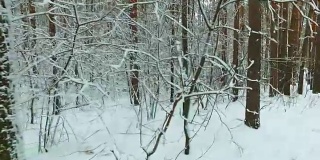 西伯利亚冬天的松林下的雪