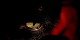 黑猫的黄眼睛。