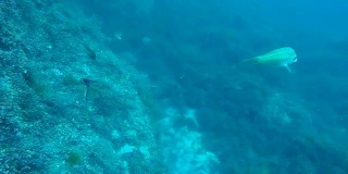 鱼在水下游过覆盖着水下苔藓的巨石，海洋居民