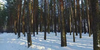 西伯利亚冬松林