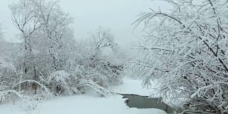 冬天被白雪覆盖的树木包围的小河