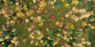 落叶林被涂上了鲜艳的秋色。风景如画的鸟瞰图