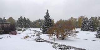 新西伯利亚Akademgorodok植物园树木和胡同在深秋和初冬季节