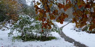 公园里白雪覆盖的小径山楂树的红叶在西伯利亚的深秋和初冬的大雪下