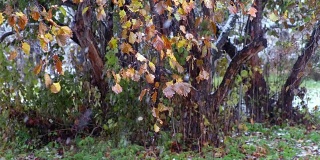 西伯利亚的一种山楂树，在深秋和初冬的大雪下有红叶