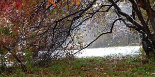 在西伯利亚深秋和初冬的大雪下，山楂树与红叶的全景超高清视频