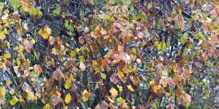 西伯利亚的一种山楂树，在深秋和初冬的大雪下有红叶