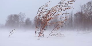 冬西伯利亚的山艾树在暴风雪和强暴风雪中生长