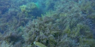 鱼在被海藻覆盖的巨石上移动，水下的动植物，海洋