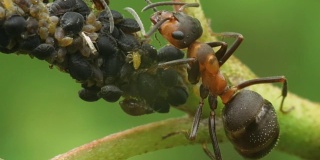 蚂蚁吃蚜虫，并吸蚜虫的奶。