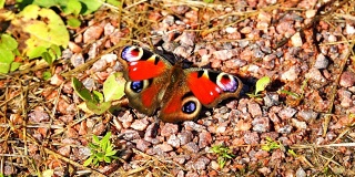 红色翅膀上有黑点的蝴蝶坐在石头上