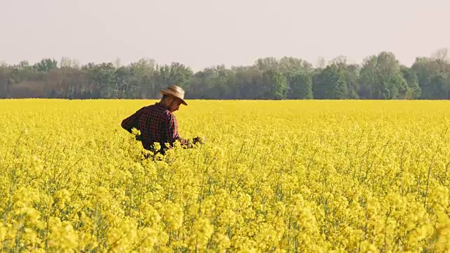 农民检查阳光明媚，田园诗般的黄色菜籽田，实时