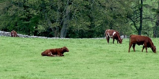 一个明媚的春日下午，田里的肉牛