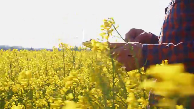 农民带着数字平板行走在阳光明媚的黄色菜籽田