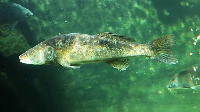 Underwater footage of a huge Walleye, Zander or Pike-perch, Sander lucioperca.