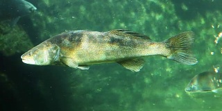 Underwater footage of a huge Walleye, Zander or Pike-perch, Sander lucioperca.