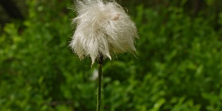 巴伐利亚森林中的棉花草