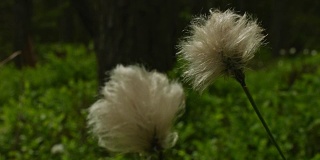 巴伐利亚森林中的棉花草