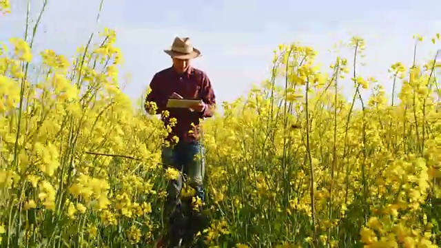 农民用数字平板行走在阳光明媚的黄色菜籽田，实时的农村