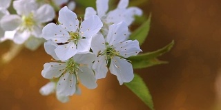 Cherry blossoms in spring