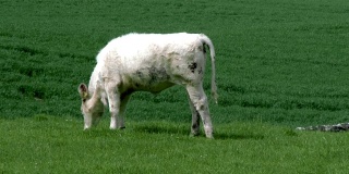 一个明媚的春日下午，田里的一头肉牛
