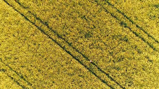 无人机拍摄农民在田间行走，黄色油菜田，实时拍摄