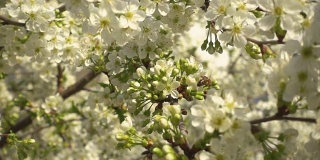 白色盛开的樱花和蜜蜂采集花蜜。