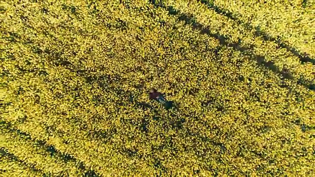 无人机实时拍摄农民在阳光明媚的黄色菜籽田中睡觉的画面