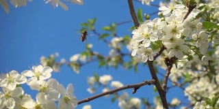慢镜头，蜜蜂飞近白色盛开的樱花。