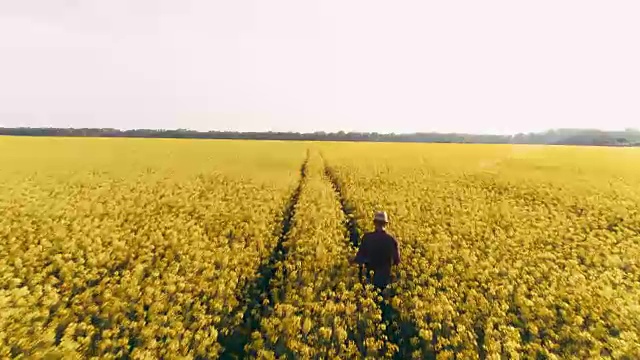 无人机视点农民行走在广阔的、田园诗般的、阳光明媚的农村黄色菜籽田，实时
