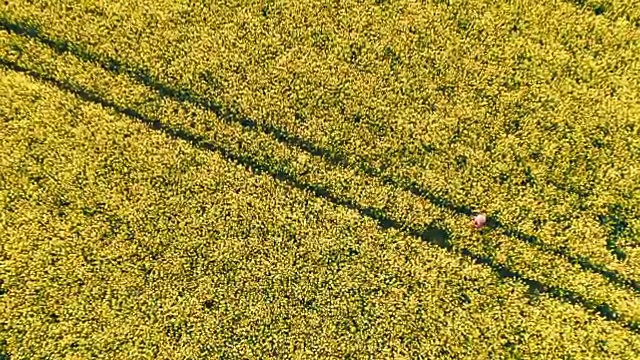 无人机拍摄农民在田园诗般的、阳光明媚的黄色菜籽田中实时行走