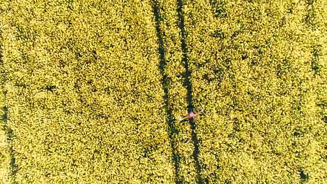 从无人机的视角看，兴高采烈的农民在田园诗般的、阳光明媚的黄色菜籽田里奔跑