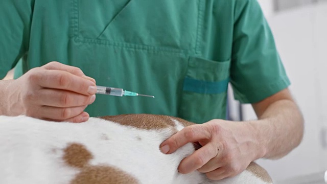 一只英国斗牛犬正在兽医办公室接种疫苗，它的主人正在拥抱它