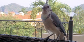 一只巨大而无畏的蓝鸦栖息在哥斯达黎加的一把椅子上
