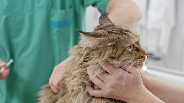 缅因猫正在兽医办公室接种疫苗