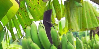 banana in farm
