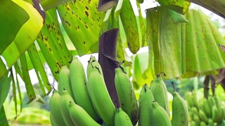 banana in farm视频素材模板下载