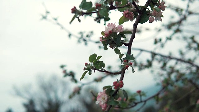 近景拍摄的是一棵新近凋谢的树枝，它有一个美丽的花蕾