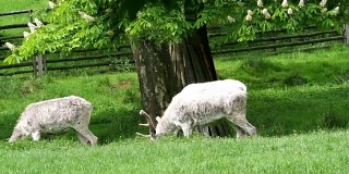 自然界中一群白休林鹿。稀有白化休鹿(damdama)。