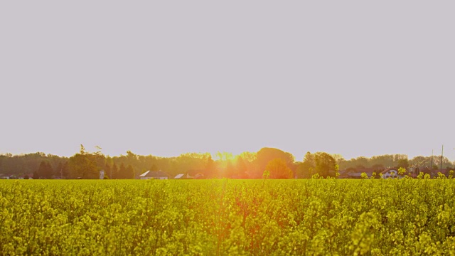 在阳光明媚、田园诗般的黄色菜籽田中，兴高采烈的农民欢呼雀跃，慢镜头