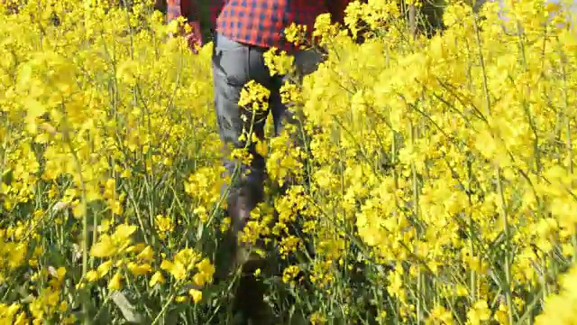 农民走在阳光明媚的田园黄油菜田里，慢镜头