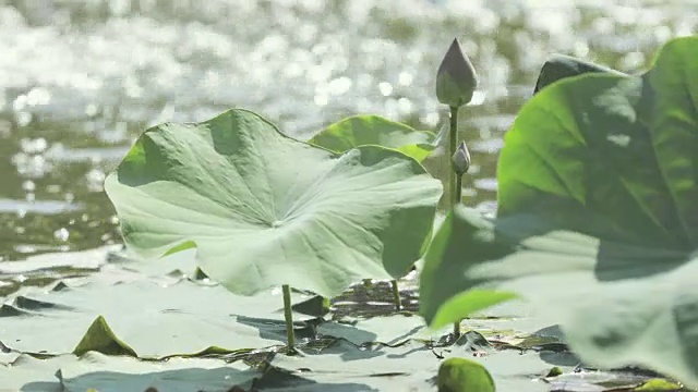 睡莲或荷花在阳光明媚的日子里在湖上开花和叶，以散景为背景