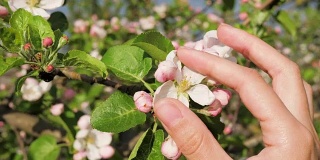 特写的女性手触摸盛开的苹果花瓣在春天