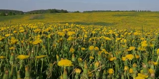 运动摄像机通过黄色盛开的田野数以百万计的蒲公英花