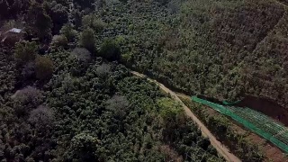 无人机在Doi chang咖啡农场飞行。视频素材模板下载
