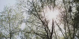 阳光透过树枝和树叶照射下来