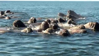 一群海象在俄罗斯“新地球”上的北冰洋水域休息。视频素材模板下载