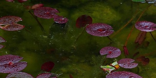 睡莲雨点