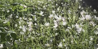 野菊花白花迎风摇曳。春天。Stellaria是石竹科的一种开花植物