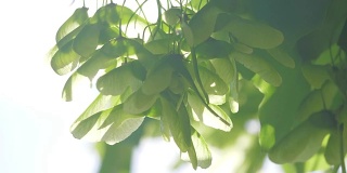 春季枫树的树枝生活方式。在日光下，树枝上新鲜的绿叶。自然概念